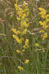 Yellow Spring bedstraw 